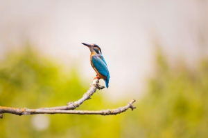 https://www.pexels.com/photo/blue-bird-sits-on-tree-branch-459449/